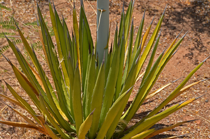 Agave lechuguilla, Lechuguilla